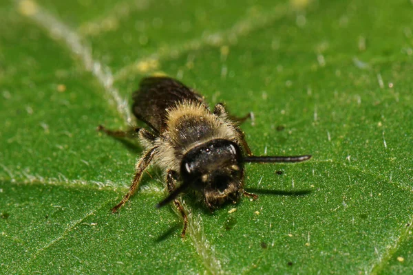 Yazın yeşil bir yaprağın üzerinde oturan Kafkas çizgili, koyu ve kahverengi bir yabanarısının önü Makro manzaralı.                               