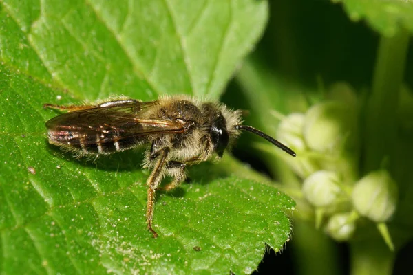 Vue Macro Une Abeille Sauvage Noire Brune Rayures Caucasiennes Assise — Photo