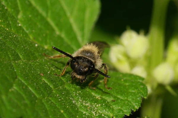 Vue Macro Depuis Devant Une Abeille Sauvage Noire Brune Rayures — Photo