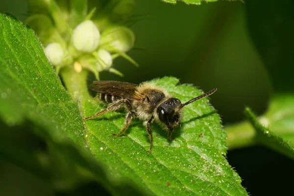 Macro Abeja Tierra Salvaje Rayas Caucásicas Oscura Marrón Con Largas — Foto de Stock