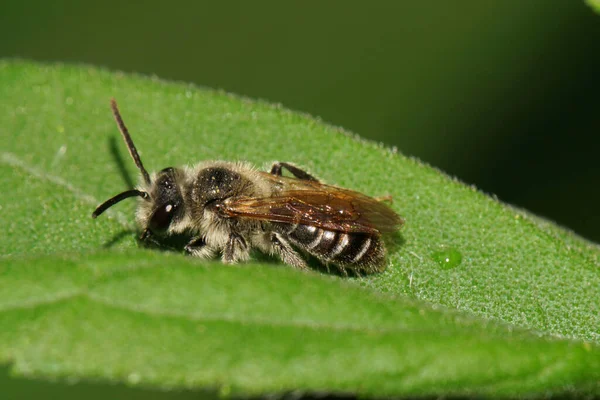 Makro Der Kaukasischen Dunklen Und Braunen Wildbiene Mit Langen Fühlern — Stockfoto