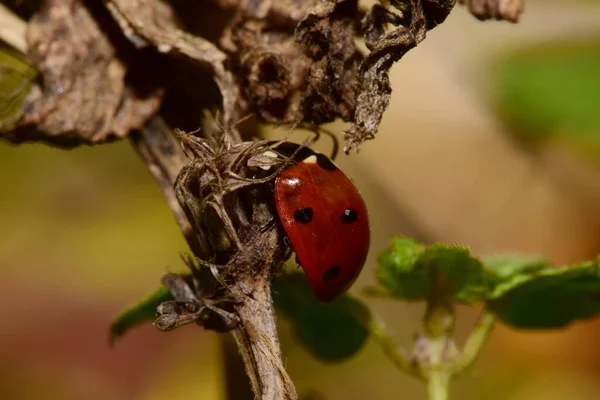 夏天躲在荨麻花丛中的白色小红瓢虫的宏观 — 图库照片