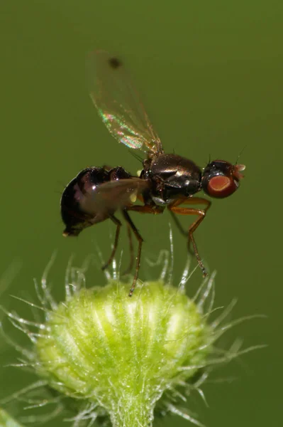 一只长着长爪的黑色高加索苍蝇蚂蚁坐在绿色毛茸茸的嫩芽上 宏观上看它的侧面 — 图库照片