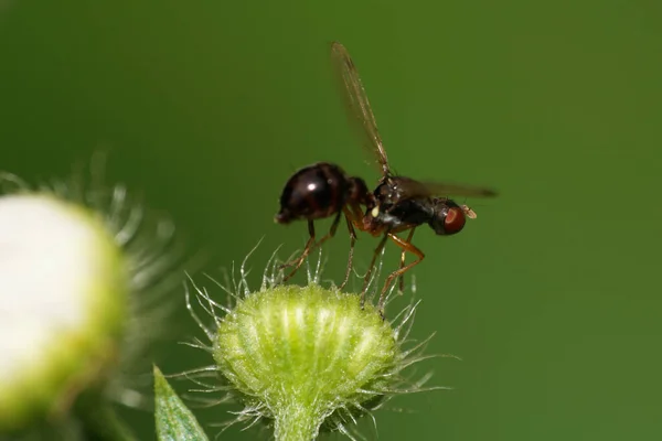 Macro winged black Caucasian fly with an anvil with long paws sitting on a green fluffy bud in the summe
