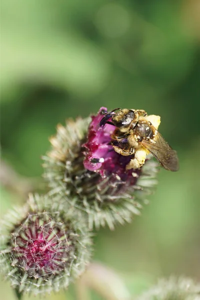 Macro Abeja Peluda Salvaje Rayas Esponjosas Caucásicas Macropis Fulvipes Con — Foto de Stock