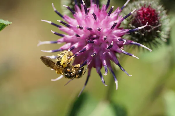 Kafkas Vahşi Arı Macropis Fulvipes Macropis Macropis Macropis Macro Manzarası — Stok fotoğraf