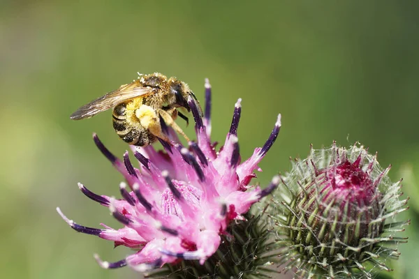 Açık kahverengi çizgili beyaz bir arı Makropis fulvipes 'in makro yan görüntüsü bacaklarında polen ve parlak kanatlar deve dikeni Arctium lappa' nın menekşe infloresansında nektar ve polen topluyor.                               