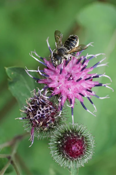Tüylü ve gri bir beyaz arı yaprağı. Megachile rotundata. Mor bir dulavrat çiçeğinin üzerinde oturup nektar topluyor.                               