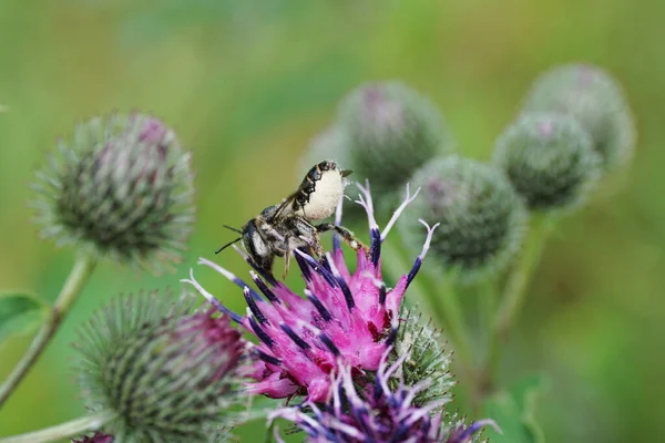 Mor bir dulavrat çiçeğinin üzerinde oturan ve nektar toplayan tüylü ve gri Kafkas arı yaprağı Megachile rotundata.                               