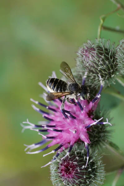 Kabarık, gri ve çizgili Kafkas arı yaprağı. Megachile rotundata oturmuş ve mor bir dulavrat çiçeğinin üzerinde nektar topluyor.                               