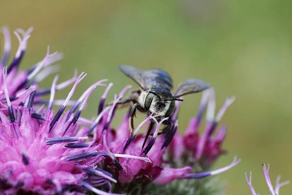 Kabarık gri beyaz bir beyaz arı olan Megachile rotundata yaprak kesicinin önünde hormon ve mor bir dulavrat çiçeğinden nektar toplayan kanatlar.                               