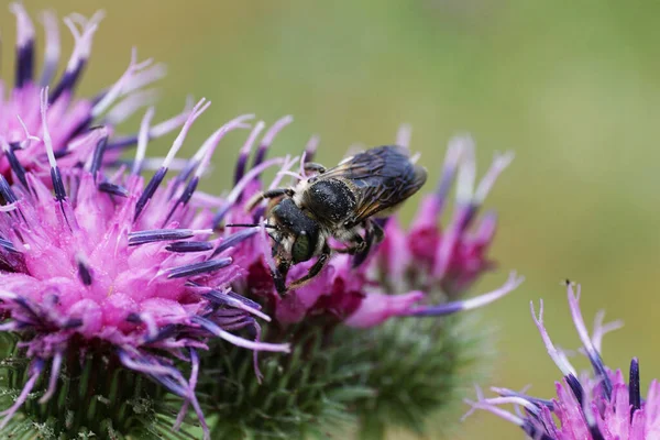 Pofuduk gri bir Kafkas arısının ön görüntüsü Megachile rotundata yaprak kesicisi hortum ve kanatlar mor bir dulavrat çiçeğinden nektar topluyor.                               