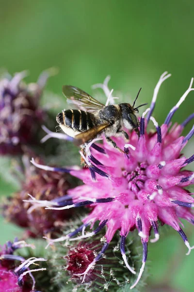  Gri tüylü Kafkas arısı, hortumlu ve kanatlı Megachile rotundata mor bir Arctium lappa 'nın nektarını topluyor.                              