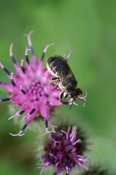 Gros Plan Une Abeille Blanche Rayures Gris Caucasien Megachile Rotundata — Photo