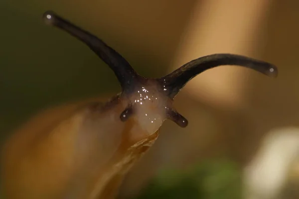 Macro Cabeça Dos Caracóis Jardim Caucasianos Com Olhos Talos Longos — Fotografia de Stock