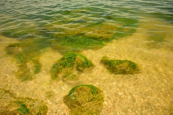 Vue Fond Mer Caspienne Sur Côte Avec Algues Eau Claire — Photo