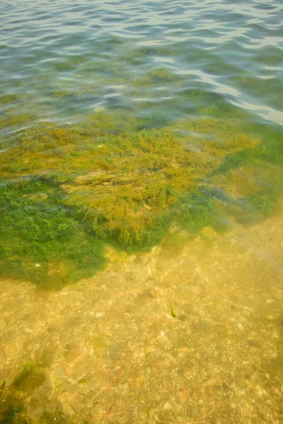 コーカサス山脈の麓のカスピ海と貝殻の水の下の海藻の眺め — ストック写真