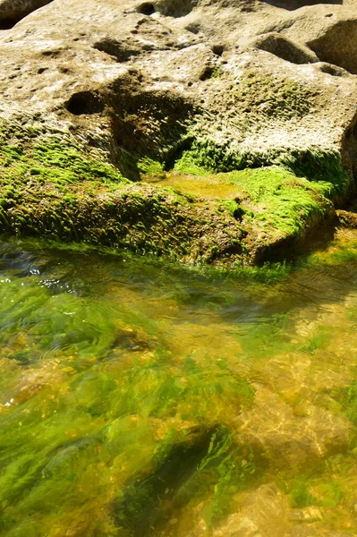 コーカサス山脈の麓にある海藻と貝殻のある海岸でカスピ海の海の崖の景色 — ストック写真