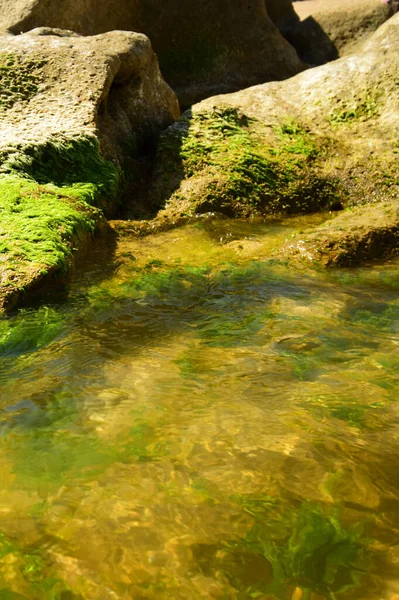 Vue Sur Les Algues Mer Caspienne Vertes Sur Les Rochers — Photo