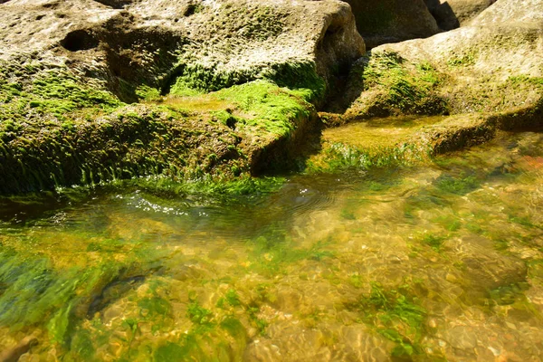 カスピ海の崖の上の海藻 コーカサス山脈の麓の海岸の黄緑色 — ストック写真