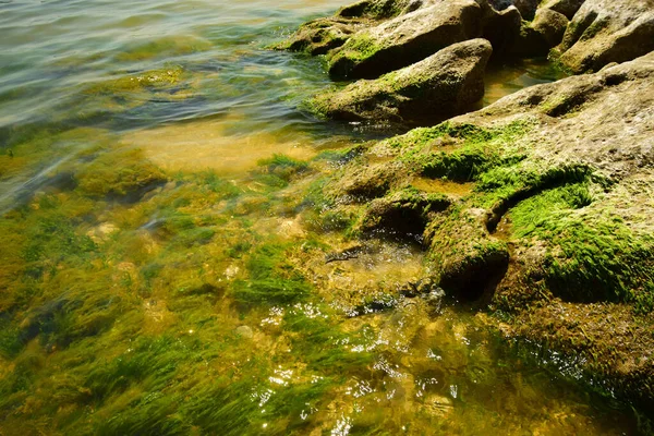 Tide Klipporna Kaspiska Havet Med Gröngula Alger Vid Foten Kaukasus — Stockfoto