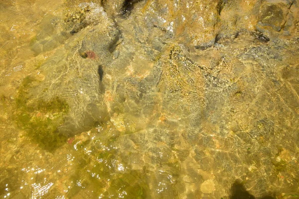 Kafkasya 'nın eteklerinde yeşil-sarı yosunlu Hazar Denizi' nin taşlı kıyısındaki gelgit manzarası