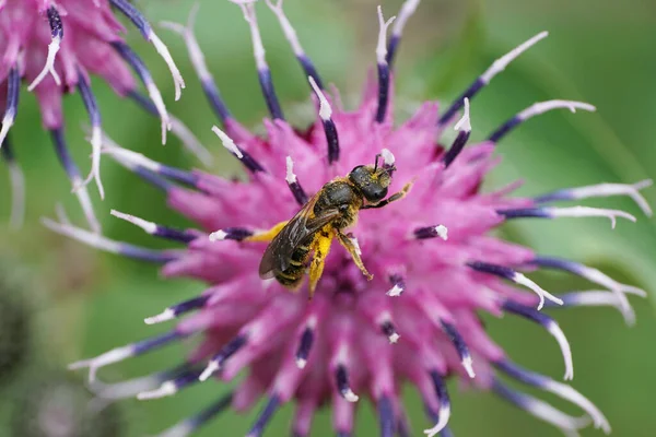  Yazın mor deve çiçeğinin üzerinde oturan sarı polenli beyaz arı Macropis fulvipes.                              