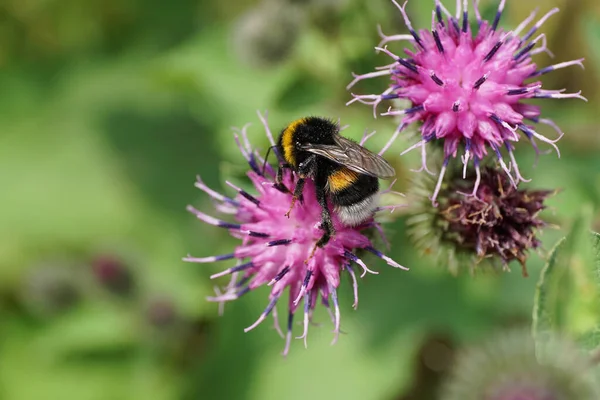 Kafkasya sarısı ve siyah yaban arısı lucorum 'unun uzun bacaklı görüntüsü mor çiçek kabarıklığında nektar topluyor.