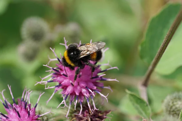 Uzun pençeli sarı-siyah beyaz yaban arısı lucorum macrosu mor dulavrat çiçeğinin kıvrımlarında nektar topluyor.