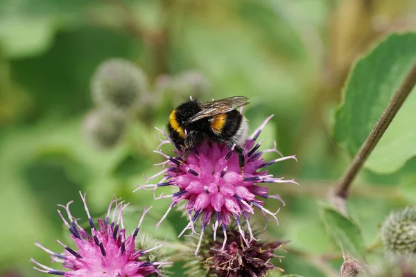 Uzun pençeli sarı-siyah beyaz yaban arısı Bombus Lucorum 'un Macro yan görüntüsü mor dulavrat çiçeğinin kabartma kabuğunda nektar topluyor.                               