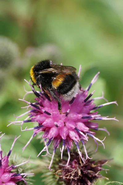 Uzun bacaklı, sarı-siyah yaban arısı Bombus Lucorum 'un yakın çekimi. Devedikeni mor Arctium lappa çiçeğinin kabuğunda nektar topluyor.                               