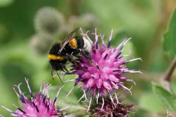 Kafkasya yaban arısı manzarası uzun pençeli lubus lucorum devedikeni Arctium lappa 'nın mor çiçeğinin kabarıklığında nektar topluyor.                               