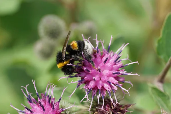 Kafkas sarı-siyah yaban arısı luforumunun Macro 'su uzun bacaklı Arctium lappa' nın mor çiçeğinin şişkinliğinde nektar topluyor.                               