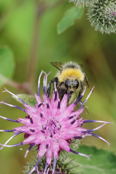 Gri ve sarı-siyah beyaz bir yaban arısının önü uzun bacaklı ve devedikeni mor Arctium lappa çiçeğinin devedikeni hortumuyla kaplıdır.                              