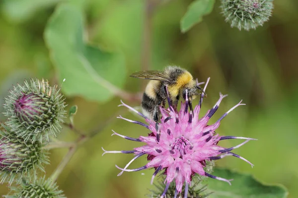 Makro Seitenansicht Einer Grauen Und Gelb Schwarzen Kaukasischen Hummel Mit — Stockfoto