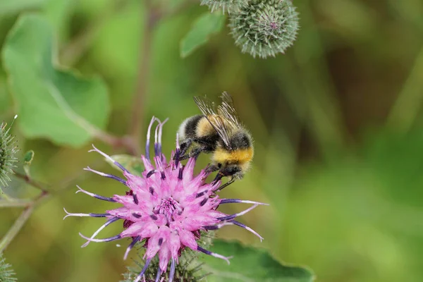 Makro gri ve sarı-siyah Kafkasya yaban arısı Bombus lucorum 'u uzun bacakları ve hortumlarıyla deve dikeni mor çiçeğinin kabuğunda oturuyordu.