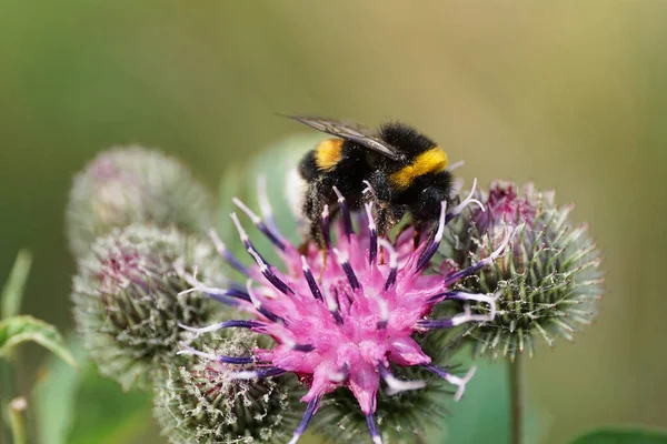 Kafkasya yabanarısı Bombus Lucorum 'un yakın plan fotoğrafı. Uzun bacaklı, mor çiçekli bir tütsülenmiş burdock Arctium lappa.                               