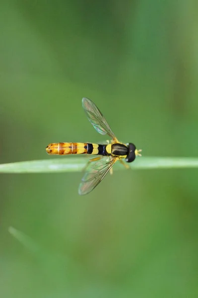 Close Caucasian Hoverfly Flower Fly Genus Sphaerophoria Resting Green Leaf — Stock Photo, Image