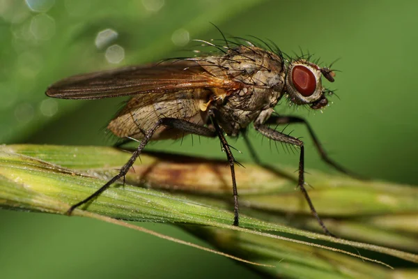 Macro Moscas Caucasianas Com Cerdas Longas Olhos Vermelhos Patas Asas — Fotografia de Stock