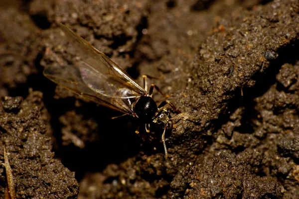 Close Caucasian Dark Brown Caucasian Formic Uterus Great Wings Crawling — Stock Photo, Image