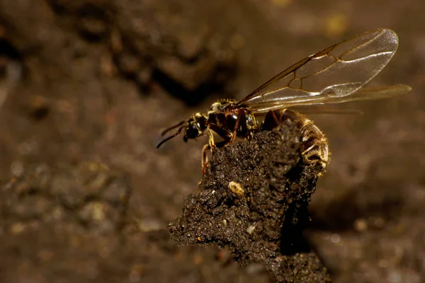 Vue Macro Côté Sommet Utérus Caucasien Brun Foncé Formique Caucasien — Photo