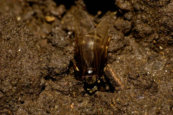 Vue Macro Sommet Utérus Formique Caucasien Brun Foncé Caucasien Avec — Photo