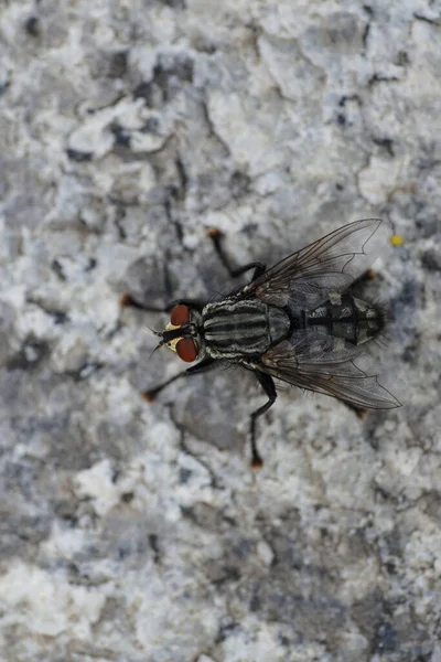 Vue Rapprochée Haut Mouche Rayée Blanche Sarcophaga Carnaria Avec Les — Photo