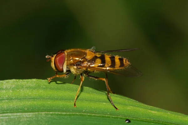 Macro Vue Côté Une Petite Mouche Florale Brun Caucasien Pelucheux — Photo