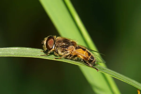 Makro Syn Vit Brun Fluffig Fluga Flyger Sväva Med Stora — Stockfoto