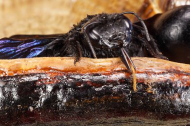 Kafkas arı marangozu Xylocopa valga 'ya yakın plan, bacakları, antenleri, çene kemikleri, açık mor kanatları ağaç yuvasında oturan büyük bir yumurta                               