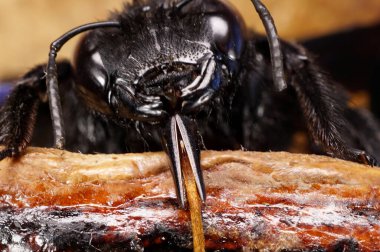 Kafkas arı marangozu Xylocopa valga 'nın gövdesinin başı. Yuvasında bacakları, antenleri ve çenesi var.                               