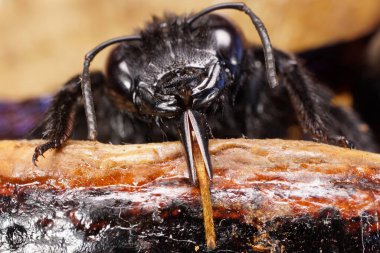 Kafkas arı marangozu Xylocopa valga 'nın gövdesinin başı. Yuvasında bacakları ve antenleri var.                               