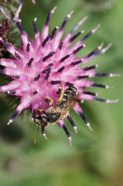 Yakın plan Kafkas gri-siyah çizgili arı Melitta tricincta uzun antenli ve kanatlı bir dulavrat çiçeğinden nektar topluyor.