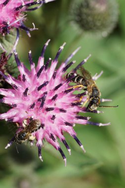 İki gri-siyah ve tüylü beyaz beyaz arı Melitta tricincta uzun antenli ve kanatlı beyaz-mor devedikeni çiçeğinden nektar toplayan                               